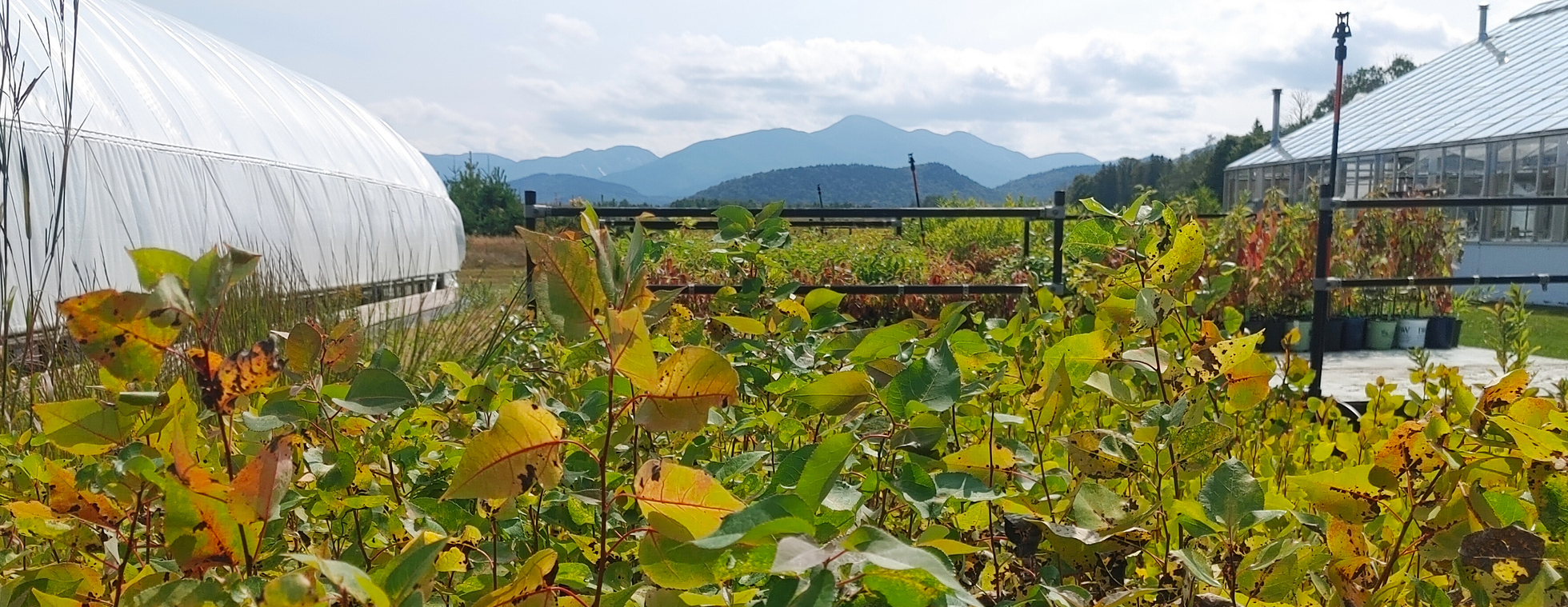 Ausable Conservation Nursery 2025 Fall Tree Sale